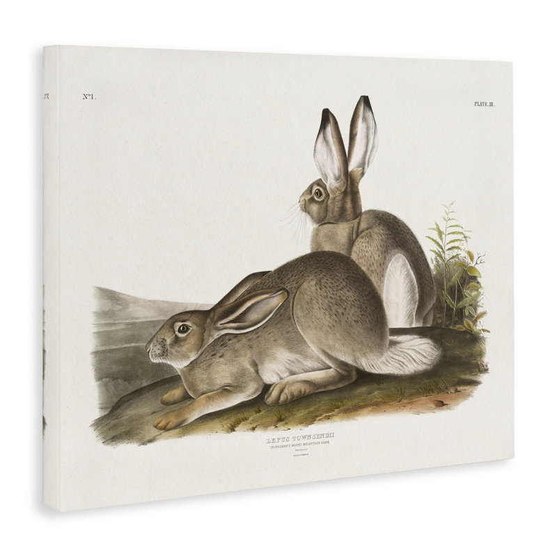 Art mural sur toile Traditional Cottage Hare par Wild Apple Portfolio, H 30 po x l 40 po