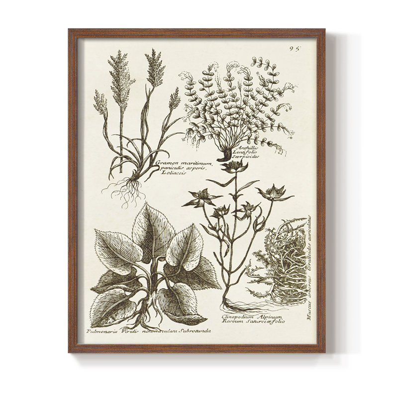 «Sepia Botanical Journal VII», reproduction encadrée - bois massif, Brun, H 20 po x l 16 po