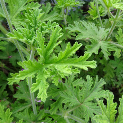 1 gal. Citronella Mosquito Plant