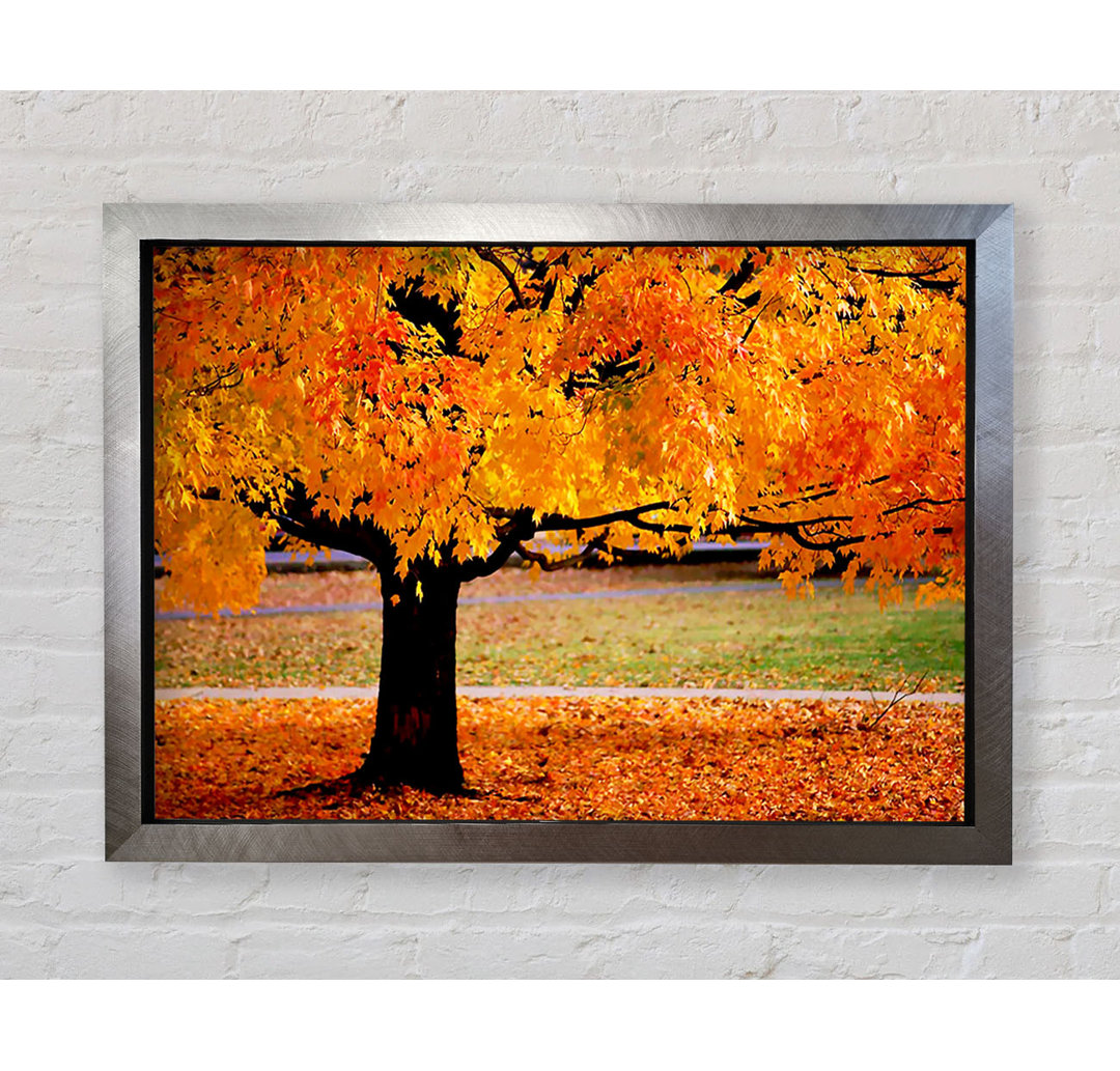 Orange Autumn Tree - Einzelner Bilderrahmen Kunstdrucke