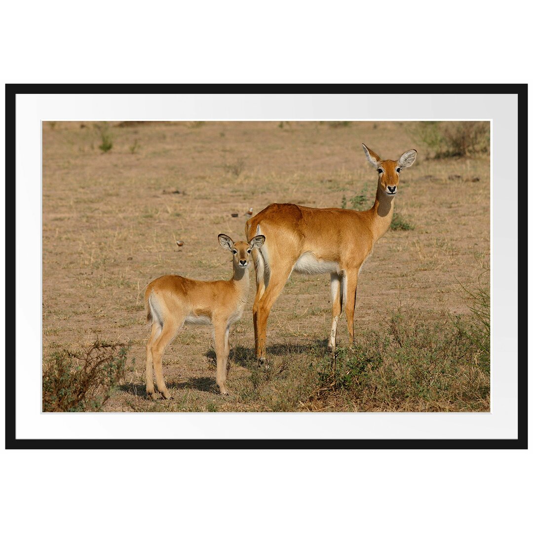 Gerahmtes Poster Gazelle With Cub