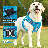 Gesemyer Adjustable No-Pull Mesh Dog Harness with Leash Breathable Reflective Pet Vest for Comfortable and Safe Walking-745041267