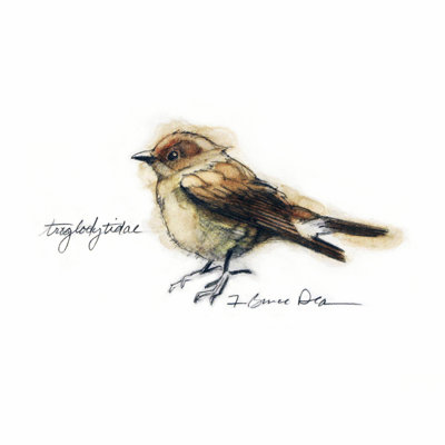 Étude d'oiseaux chanteurs I