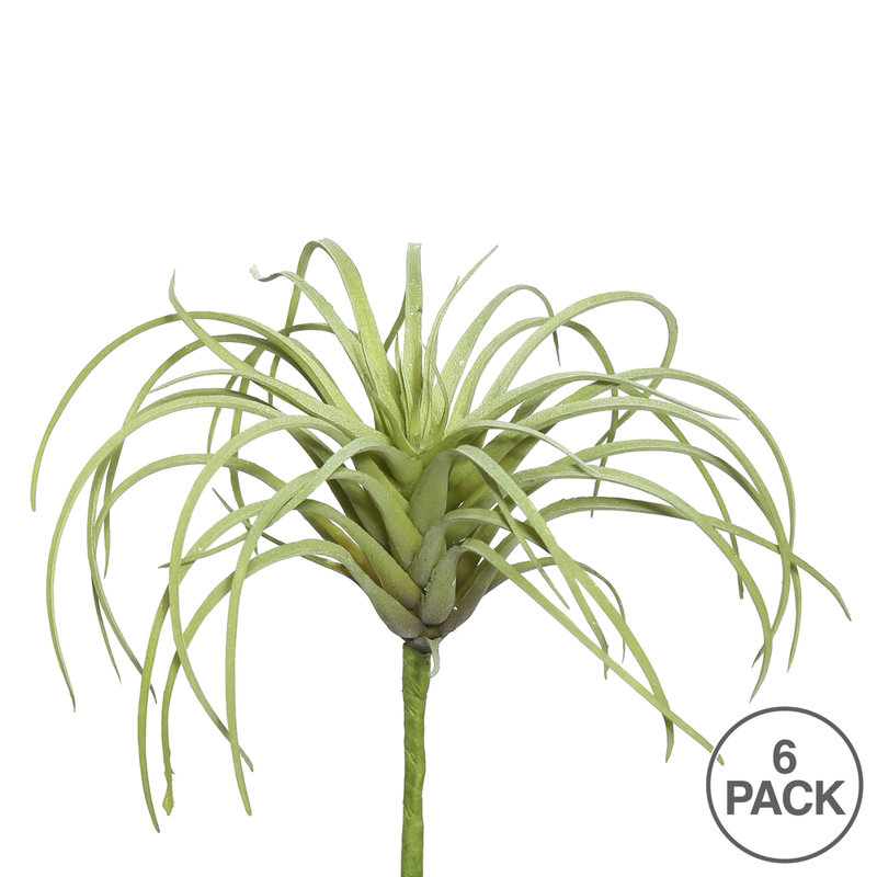 Jet tillandsia
