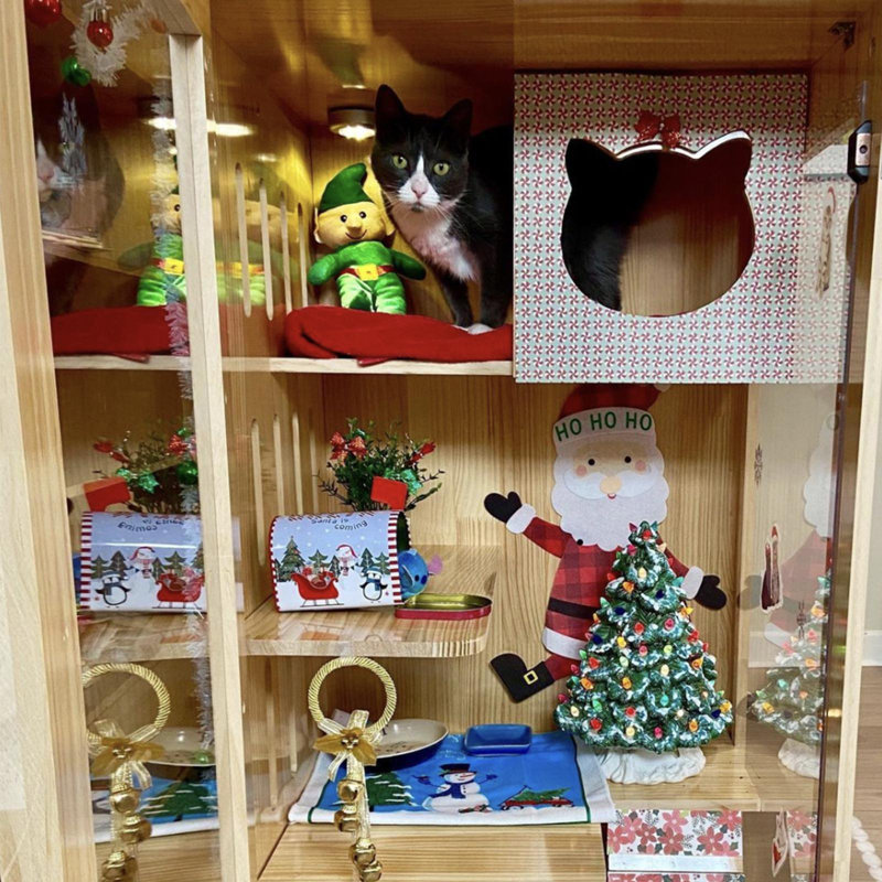 Maison pour chat Tucker Murphy Pet ™