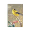 Goldfinch II by Beth Grove - Wrapped Canvas Print-1050731642