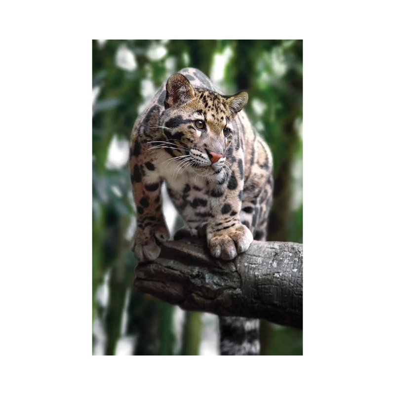 Ready To Pounce by Jonathan Ross Photography - Wrapped Canvas Print, 66.04 cm H x 45.72 cm W x 1.91 cm D