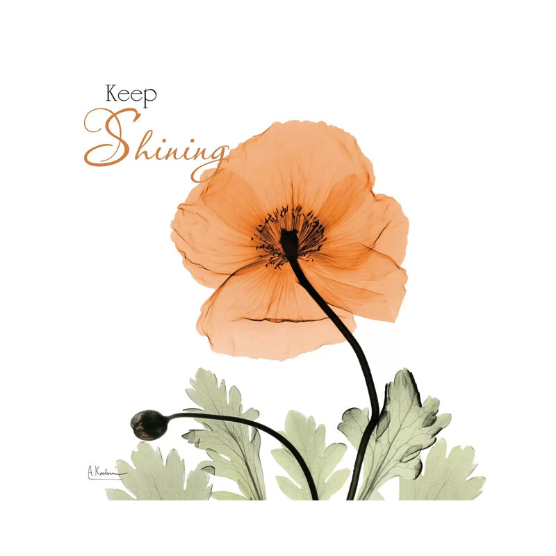 Keep Shining Iceland Poppy by Albert Koetsier - Wrapped Canvas Print, 30.48cm H x 30.48cm W x 1.91cm D