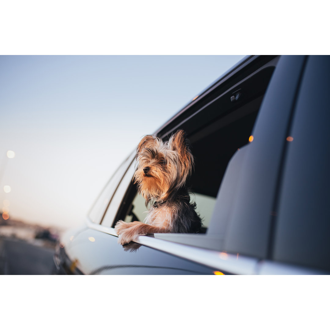 Yorkshire Terrier Hund von Iantfoto - Drucken