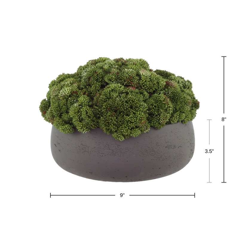 Sedum disposée en pot de fibres, Noir, Vert