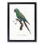 Military Macaw Parrot by F. Levaillant - Picture Frame Art Print-55610254-55610256