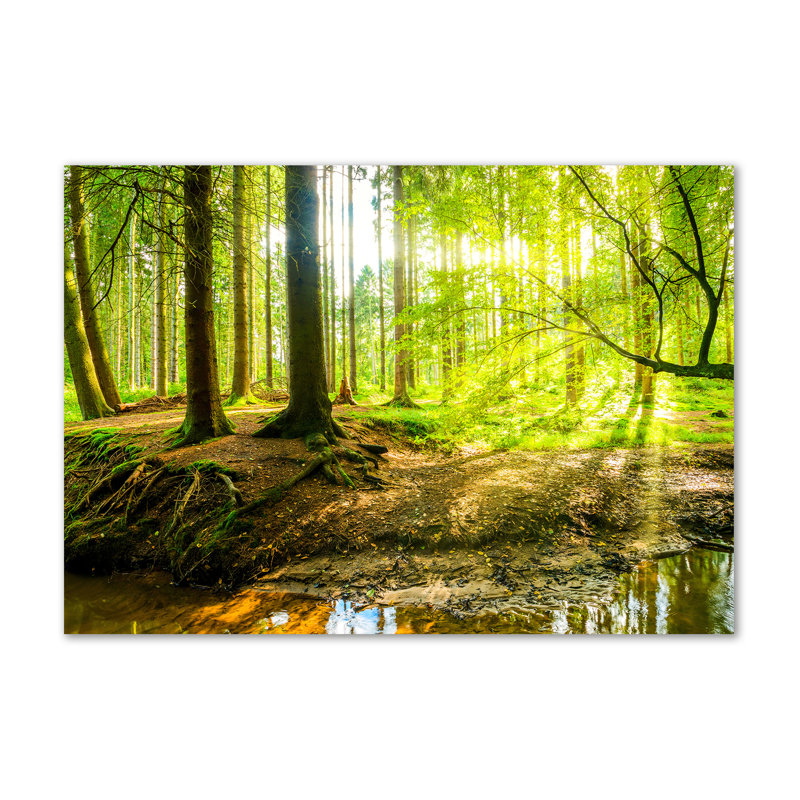 The Rays Of The Sun Forest - Wrapped Canvas Print