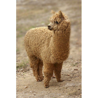 Alpaca par Alicat