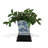 Dragon Planter