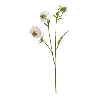 Anastasija Arrangement
