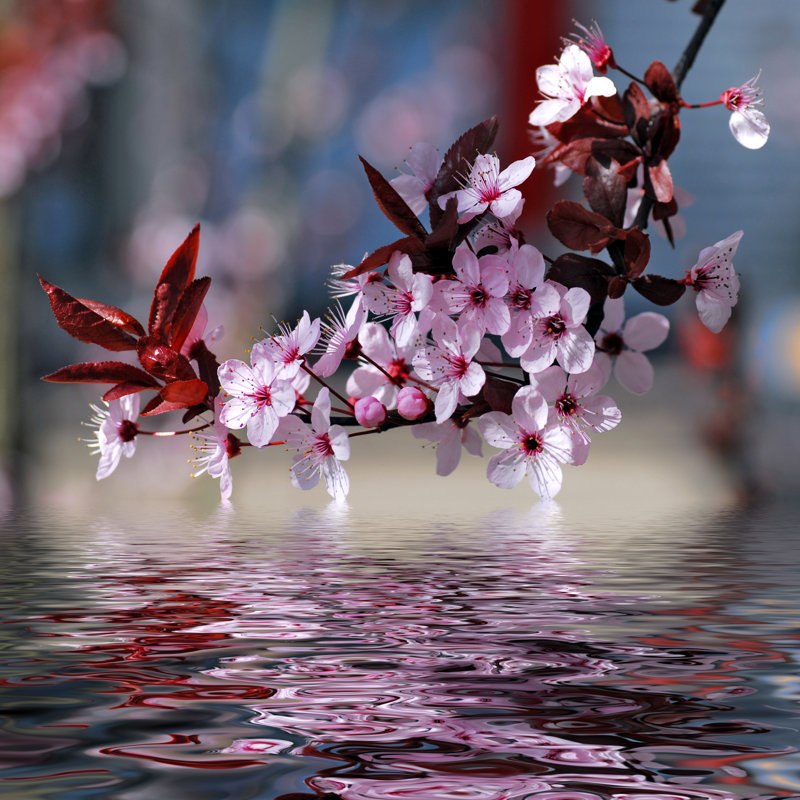 Agarwal Cherry Tree Blossoms - Wrapped Canvas Print, 91cm H x 91cm W x 3.8cm D