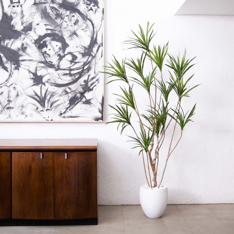 72 plantes