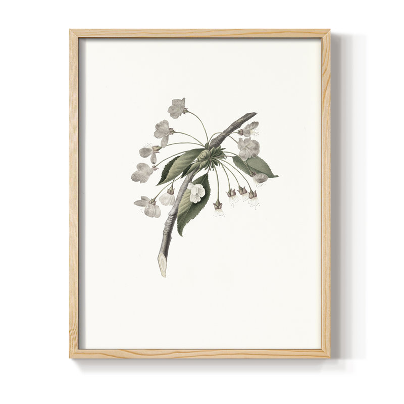 «Vintage Floral Print», impression encadrée CCVIII - bois massif, Naturel, H 30 po x l 24 po