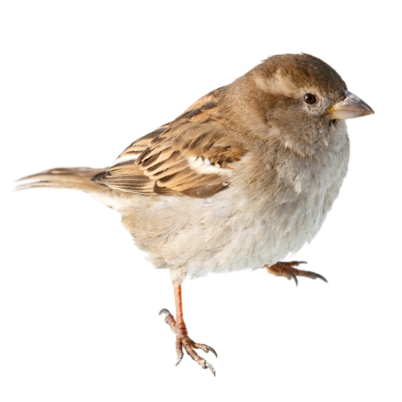 Moineau par Rusm, H 36 po x l 36 po