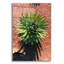 " Utah - Cactus 2 "-91808160