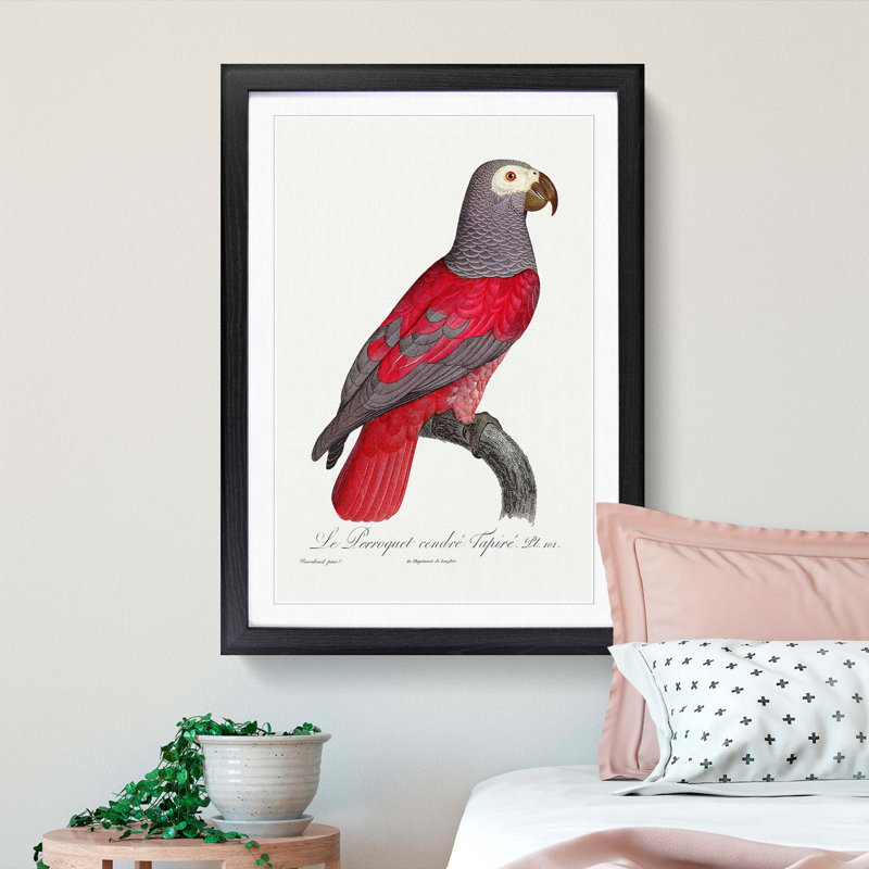 Grey Parrot by F. Levaillant - Picture Frame Painting Print, 36cm H x 27cm W x 2cm D, Black Framed