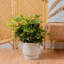 Schefflera Capella in Décor Planter