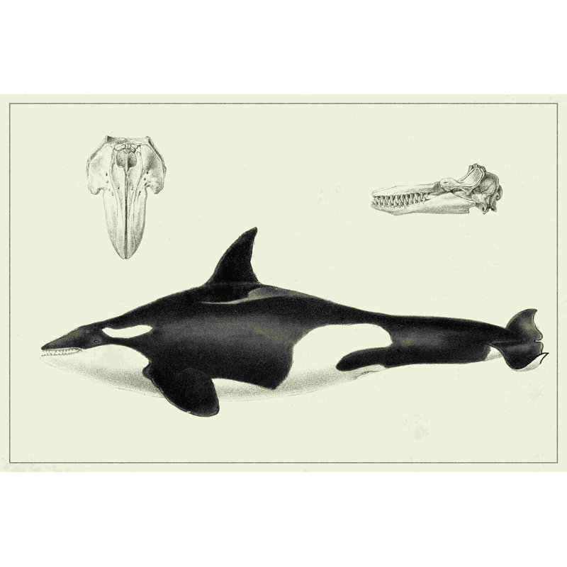 Étude de baleine antique I, H 24 po x l 36 po x P 1,25 po