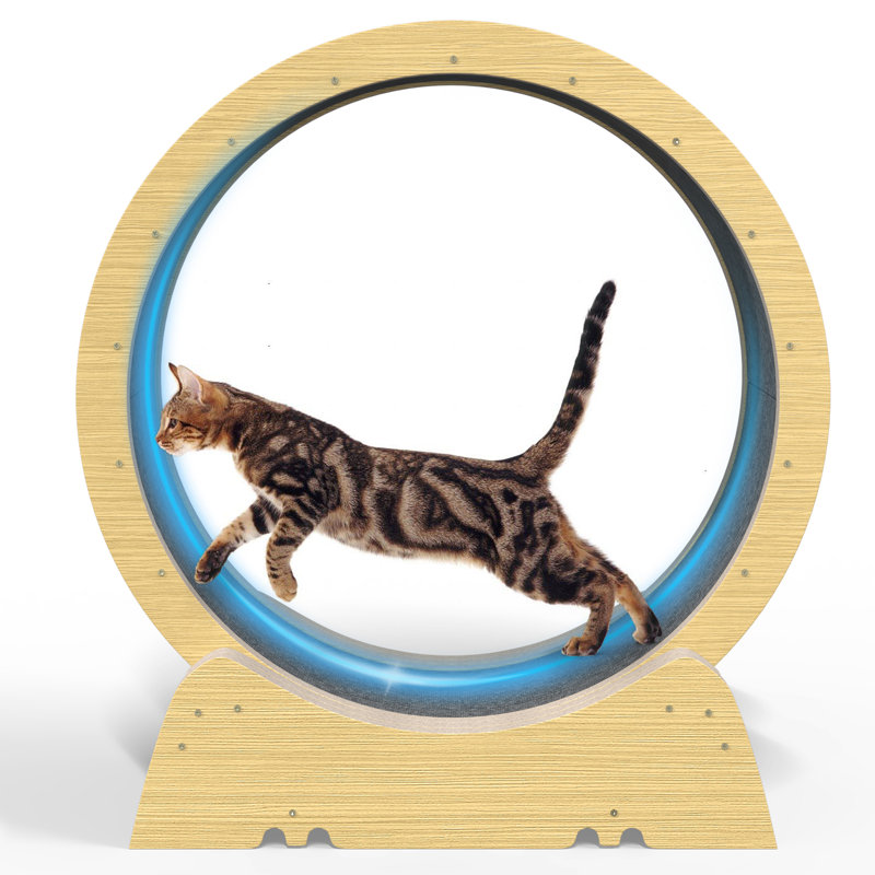 Cat Running Wheel