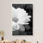 "Flower Blossom", marguerite noire et blanche et typographie cursive, photographie botanique moderne, art rustique sur toile-99542703