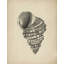 Detailed Spiral Shell by Josie George — Animal Wall Art-897921665-897921672-897921664