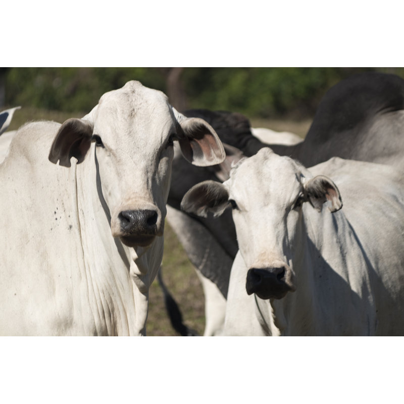 Bétail - Nelore on Farm par Andree_Nery - Photographie sur toile tendue, H 12 po x l 18 po
