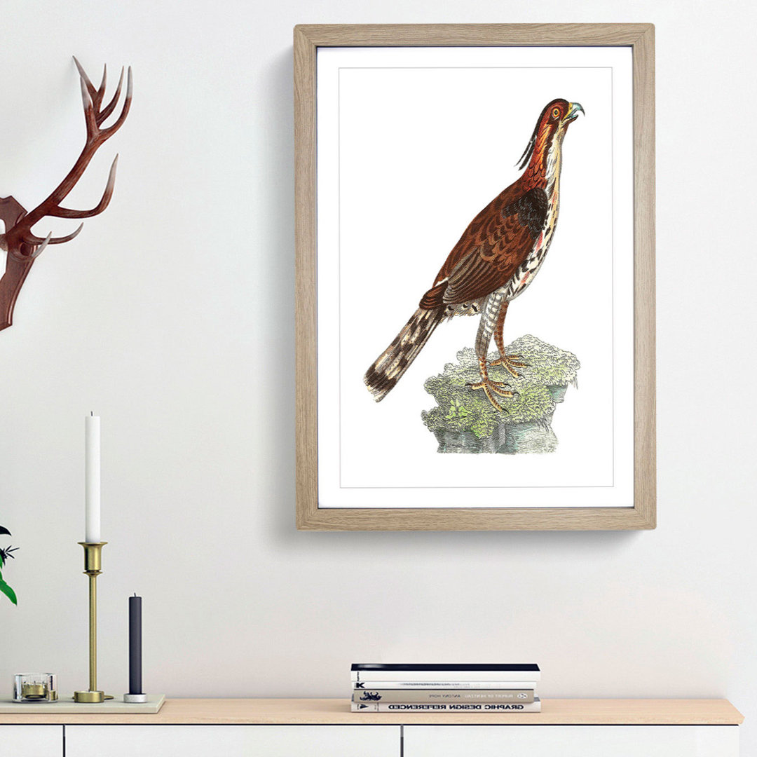 Falcon by George Shaw - Framed Print