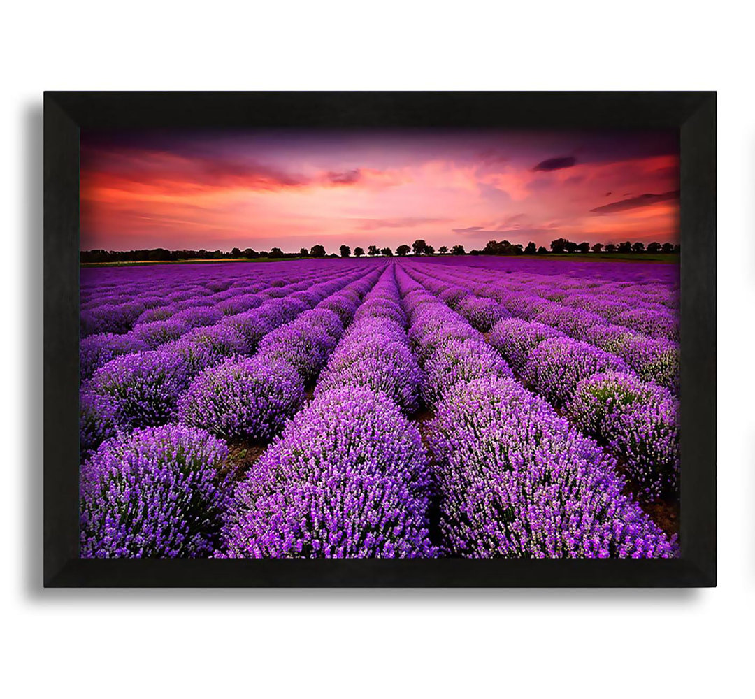 Gerahmtes Leinwandbild Lavender Fields