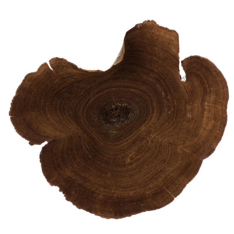 Vickerman 2-6" diameter Natural Calice, 15 pieces per bag, Dried