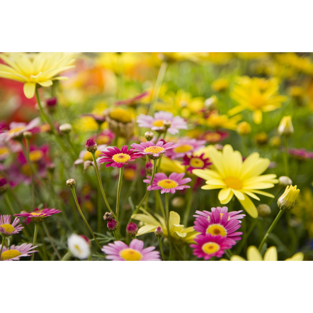 Bunte Gänseblümchen, Focus On Madeira Deep Rose Marguerite Daisy von Kali9 - Drucken