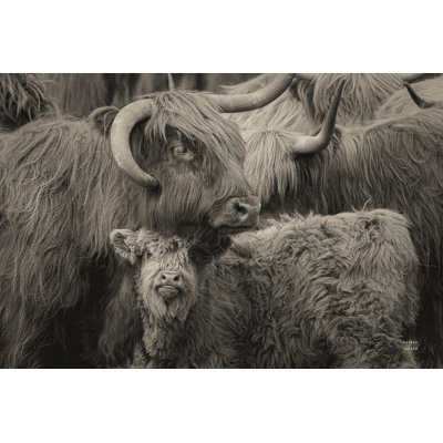Highland Cow Under Cover Neutral by Nathan Larson - Wrapped Canvas Print