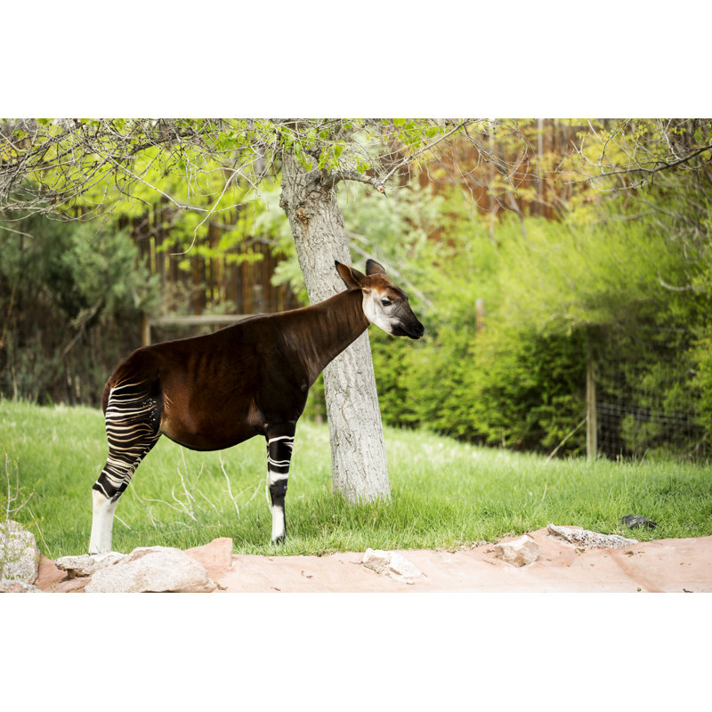 Okapi debout - photographie sur toile tendue, H 8 po x l 12 po