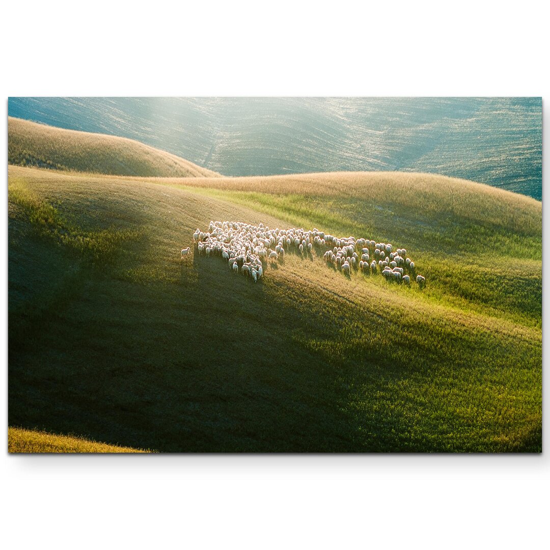 Leinwandbild Schafe auf einem Hügel in der Toskana