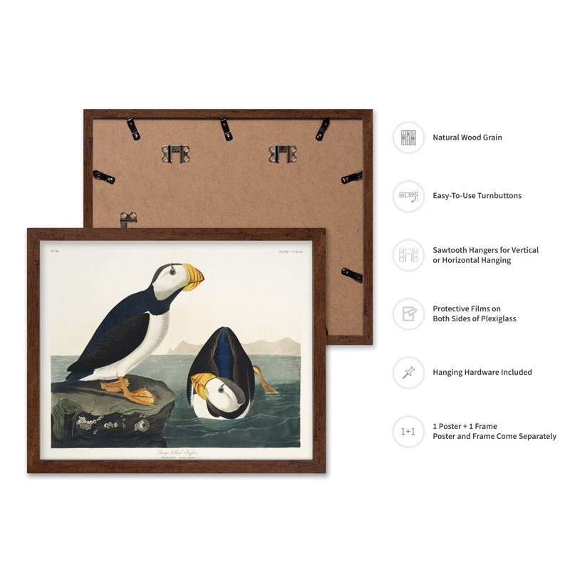 John James Audubon - grand macareux moine, Poster, 08"H x 10"W, Brown Framed