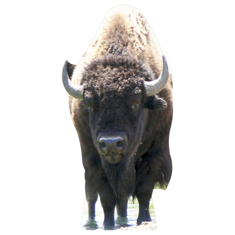 Buffalo Cardboard Standup
