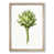 Oak Framed selected