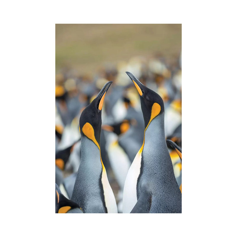 King Penguin, Falkland Islands. by Martin Zwick - Wrapped Canvas Print, 20.32 cm H x 30.48 cm W