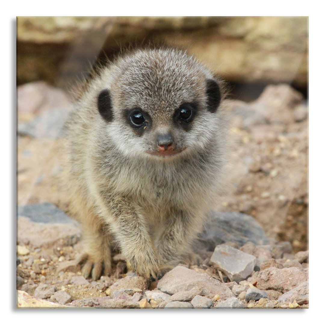 Glasbild Erdmännchen zwischen Steinen