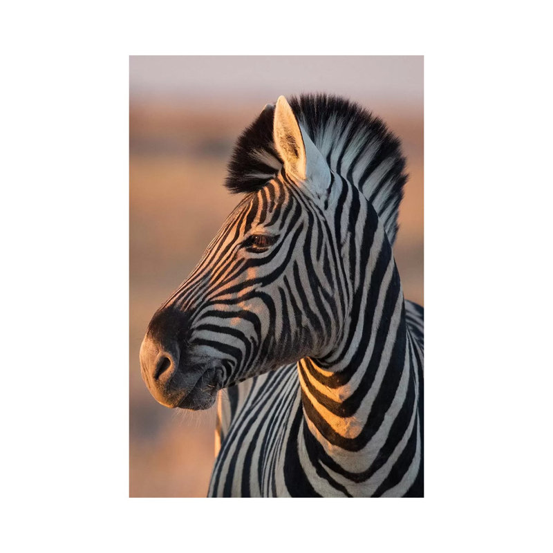 Zebra Stallion Sunset Light by Mogens Trolle - Wrapped Canvas Print, 66.04 cm H x 45.72 cm W x 3.175 cm D