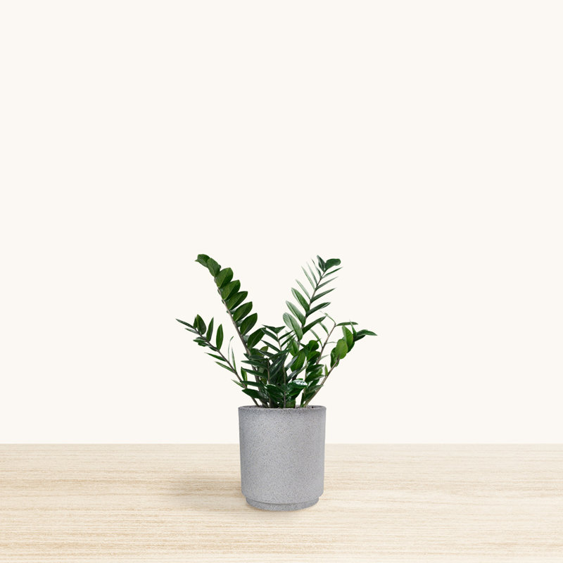 Dempsi ECOBO Eco-Friendly Round Pot Planter, Carioca Indoor/Outdoor Four Seasom Use, White Granite, 9.8" H x 9.8" W x 9.8" D