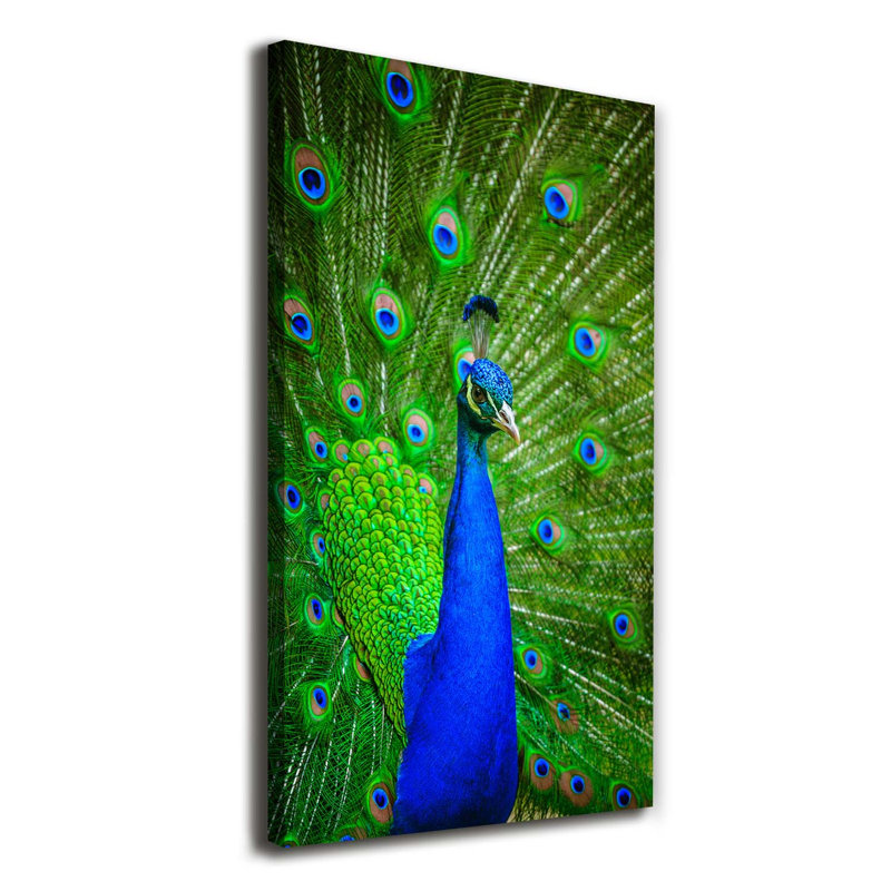 Peacock - Wrapped Canvas Print