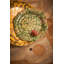 FORTUNY LAOTZE LARGE COUPE BOWL -YELLOW