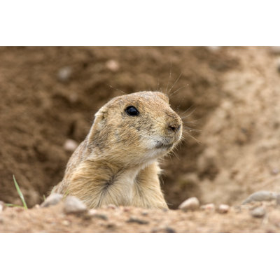 Black-tailed Prairie Dog by Milehightraveler - No Frame Print on Canvas