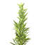 Deco Plant Bamboo Tree 200cm