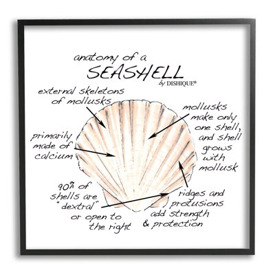 Anatomy Of Seashell